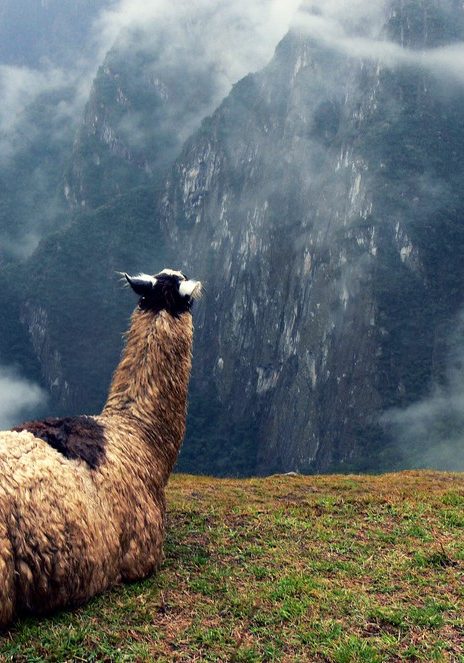 Llama staring off into the mountains