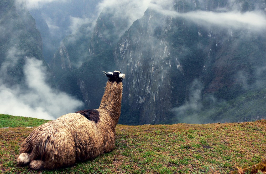 Llama